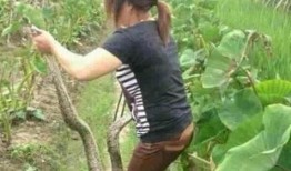 黄鳝自慰在线观看,探索动物性行为之谜