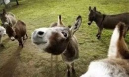 爆料大驴的视频大全,热门爆料一网打尽